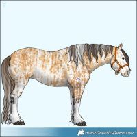 Horse Color:Buckskin Splash  and Amber Cream Champagne Sabino Splash