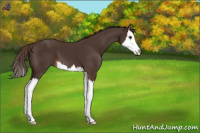 Horse Color:Liver Chestnut Sabino Splash 