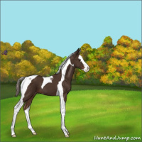 Horse Color:Liver Chestnut Splash Tobiano Appaloosa 