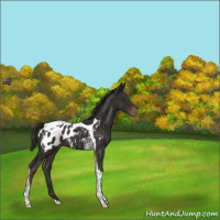 Horse Color:Liver Chestnut Tobiano Appaloosa 