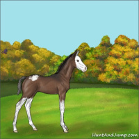 Horse Color:Liver Chestnut Sabino Splash Varnish 