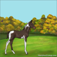 Horse Color:Liver Chestnut Tobiano 