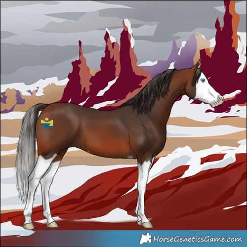 Horse Color:Bay Splash 