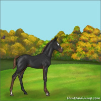 Horse Color:Liver Chestnut Sabino