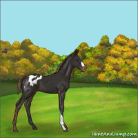 Horse Color:Liver Chestnut Appaloosa 