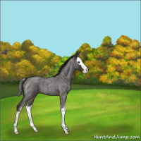 Horse Color:Liver Red Roan Splash