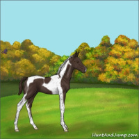 Horse Color:Liver Chestnut Tobiano