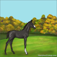 Horse Color:Liver Red Roan 