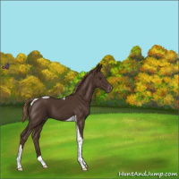 Horse Color:Liver Chestnut Tobiano Appaloosa 