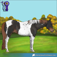 Horse Color:Liver Chestnut Tobiano 