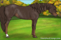 Horse Color:Liver Chestnut Rabicano 