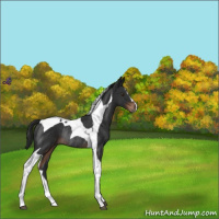 Horse Color:Liver Chestnut Tobiano Rabicano 