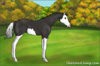 Horse Color:Liver Chestnut Splash