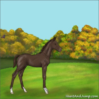 Horse Color:Liver Chestnut Appaloosa 