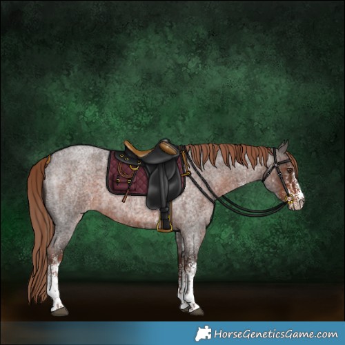 Horse Color:White Spotted Liver Red Roan  and White Spotted Liver Red Roan 