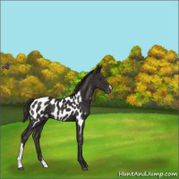 Horse Color:Liver Chestnut Appaloosa Rabicano 