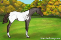 Horse Color:Liver Red Roan Tobiano Appaloosa 
