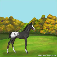 Horse Color:Liver Red Roan Splash Varnish Rabicano
