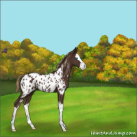Horse Color:Liver Chestnut Splash Appaloosa 