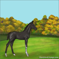Horse Color:Liver Chestnut Tobiano