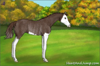 Horse Color:Liver Chestnut Splash Rabicano 