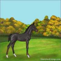 Horse Color:Liver Red Roan 