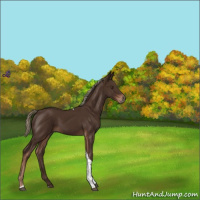 Horse Color:Liver Chestnut Tobiano