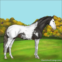 Horse Color:Liver Chestnut Splash Appaloosa 