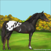 Horse Color:Liver Chestnut Appaloosa