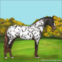 Horse Color:Liver Chestnut Appaloosa 