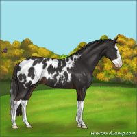 Horse Color:Liver Chestnut Splash Appaloosa 