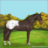 Horse Color:Liver Chestnut Appaloosa 