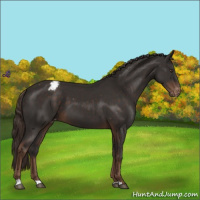 Horse Color:Liver Chestnut Appaloosa 