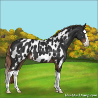 Horse Color:Liver Chestnut Splash Appaloosa 