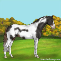 Horse Color:Liver Chestnut Tobiano Frame Appaloosa