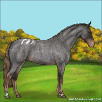 Horse Color:Liver Red Roan Appaloosa