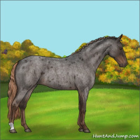 Horse Color:Liver Red Roan 