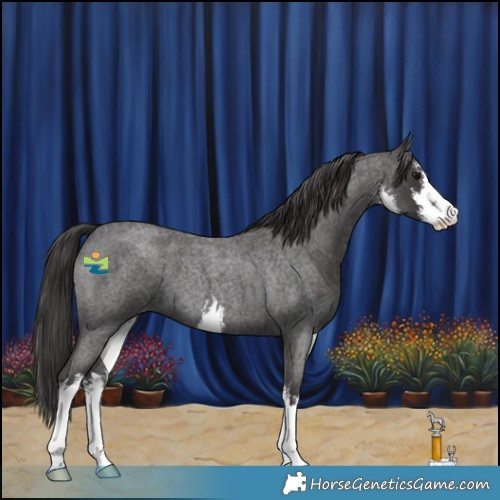 Horse Color:White Spotted Smoky Blue Roan 