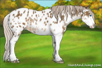 Horse Color:Chocolate Palomino Sabino Splash Appaloosa Rabicano