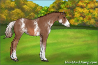 Horse Color:White Spotted Chestnut
