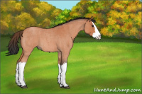 Horse Color:Bay Roan Splash 