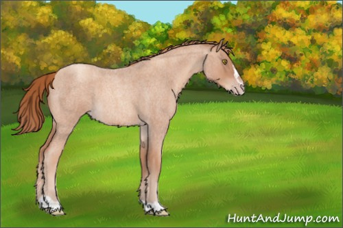 Horse Color:Gold Champagne Roan Sabino 