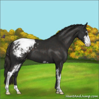 Horse Color:Liver Chestnut Sabino Appaloosa 
