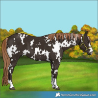 Horse Color:White Spotted Liver Chestnut 