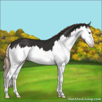 Horse Color:Liver Chestnut Splash 