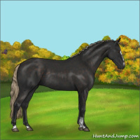 Horse Color:Liver Chestnut Sabino Rabicano 