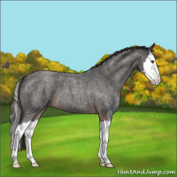 Horse Color:Liver Red Roan Splash 