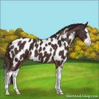 Horse Color:Liver Chestnut Splash Appaloosa 
