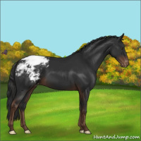 Horse Color:Liver Chestnut Appaloosa 