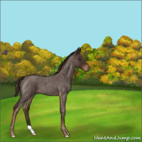 Horse Color:Liver Red Roan
